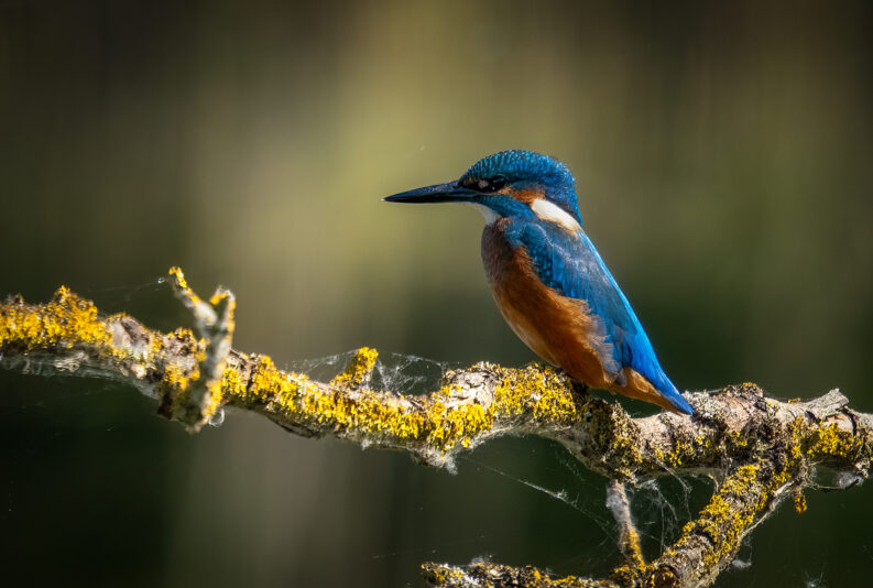 IJsvogel_2026-189