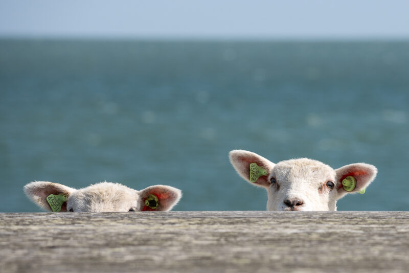 6948788 Liliane Oosterbaan Tis Zo Nieuw En Spannend Allemaal