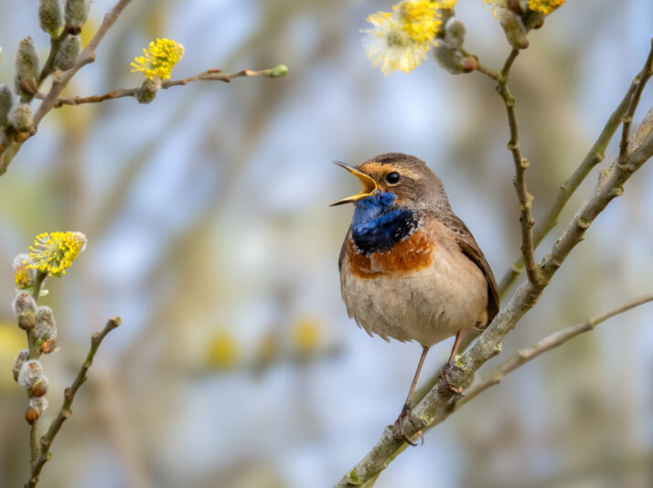 6847536 Reinder Tasma De Lente Begint Als De Blauwborst Weer Zingt