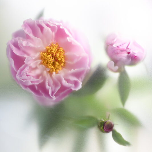 6947585 Akky Couperus Flower Fine Art Met Een Late Lente Bloeier