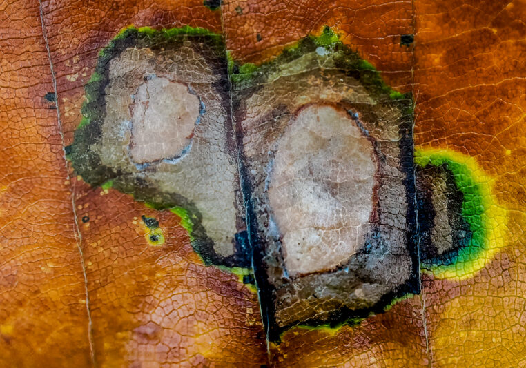 Herfstblad detail_2024-001