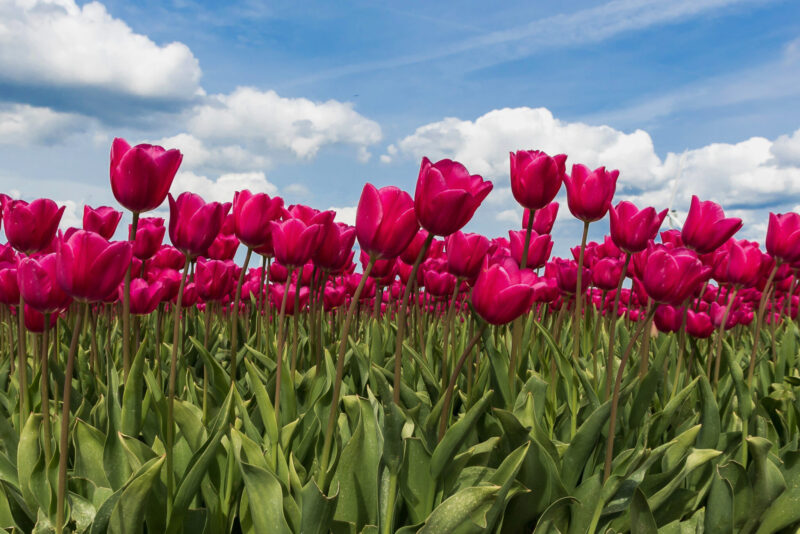 6956449 Wim Van Der Tuin Tulpenveld