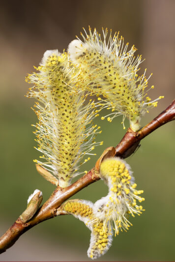 6951550 Jos Wu Wilgenkatjes