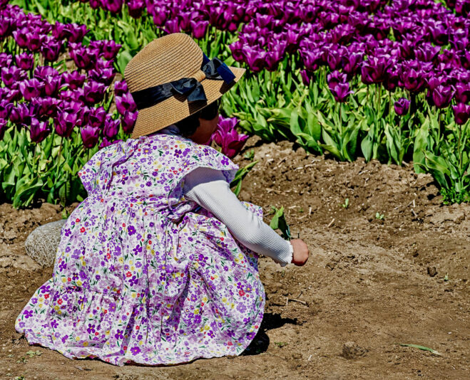 6956057 Zwany De Vos Meisje In De Lente Tulpenvelden