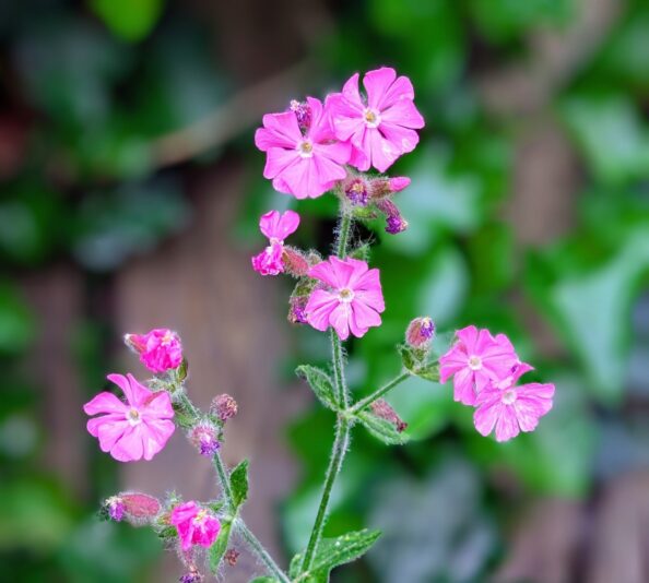 6952963 Jan Terpstra Dagkoekoeksbloem