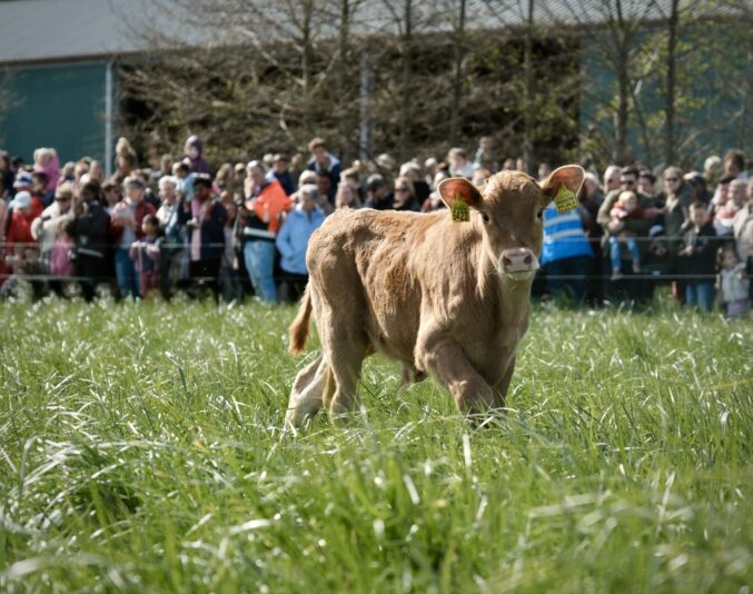6955209 Erik Kijne Kalverdans Bij Burgerboerderij Oosterwold 6 April 2026